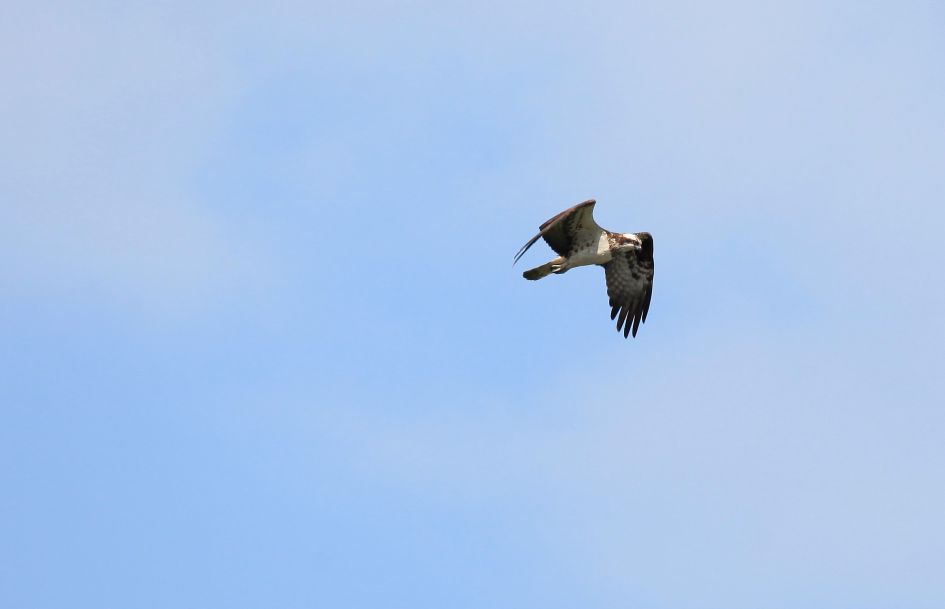 Buizerd of...........?